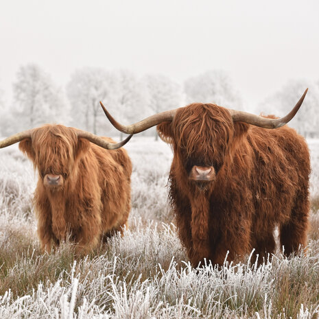 Schotse Hooglanders fotobehang