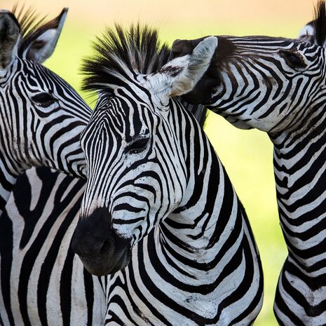 Zebra fotobehang