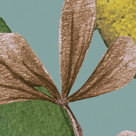 Bellezza detail