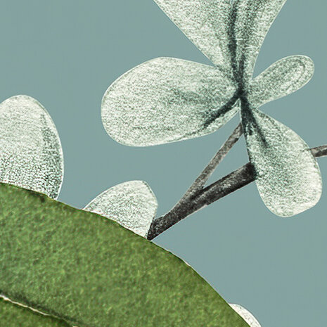 Bellezza detail