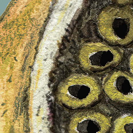 Bellezza detail