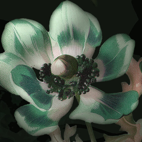 Victoria Black detail