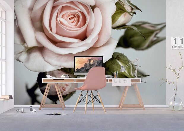 Roze Roos fotobehang XL