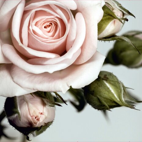 Roze Roos fotobehang XL