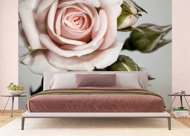 Roze Roos fotobehang XL