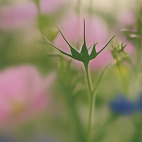 Bloemen fotobehang Cosmea
