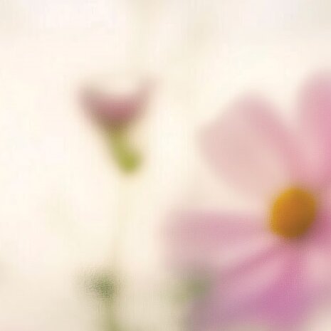 Bloemen fotobehang Cosmea