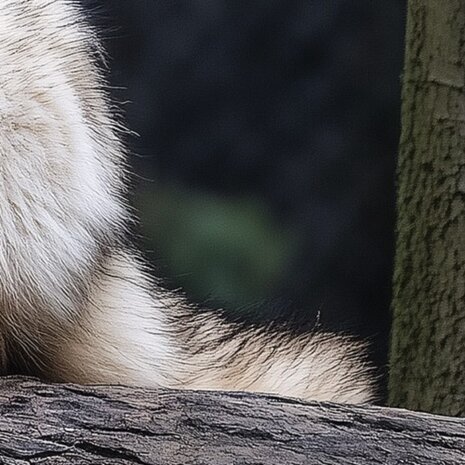 Bosdieren fotobehang Wolf
