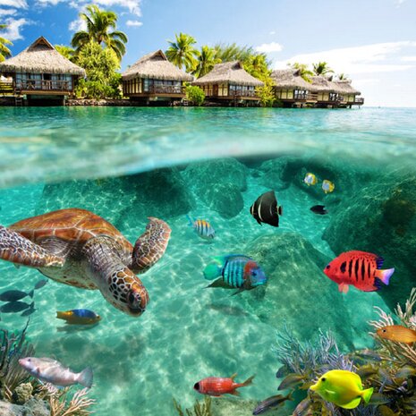 Onderwater vliesbehang Zeeschildpad