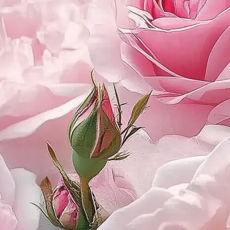 Roze rozen fotobehang V24