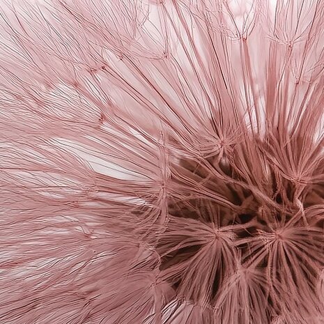 Paardenbloemen fotobehang Roze