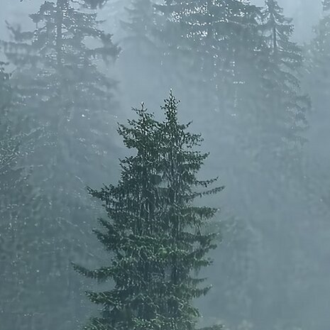 Mistig bos fotobehang V27