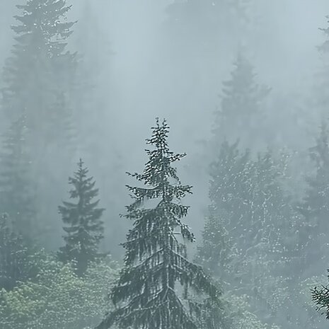 Mistig bos fotobehang V27