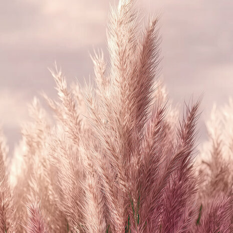 Zachtroze Pampas Gras fotobehang 