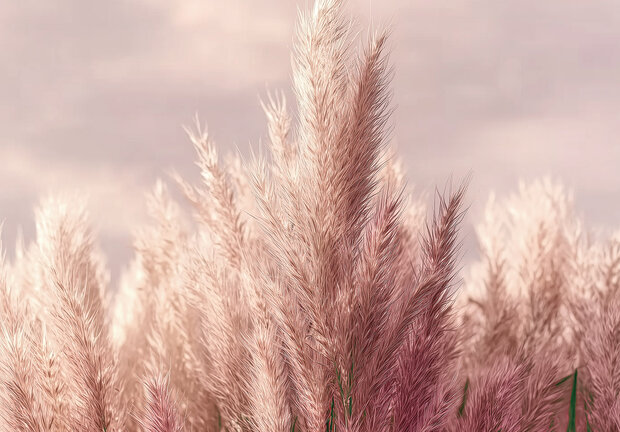 Zachtroze Pampas Gras fotobehang 