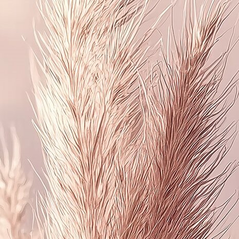 Zachtroze Pampas Gras fotobehang 