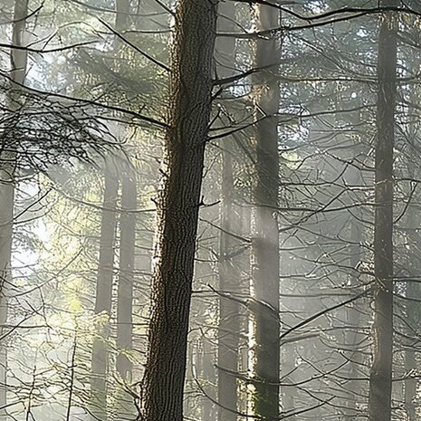 Bos fotobehang Zonnestralen in het Woud