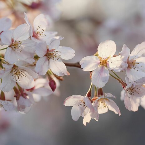 Kersenbloesem fotobehang Sakura