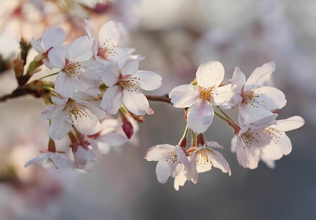 Kersenbloesem fotobehang Sakura
