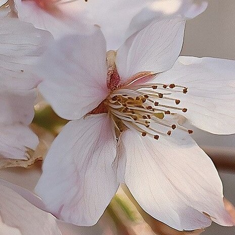 Detail Kersenbloesem fotobehang Sakura