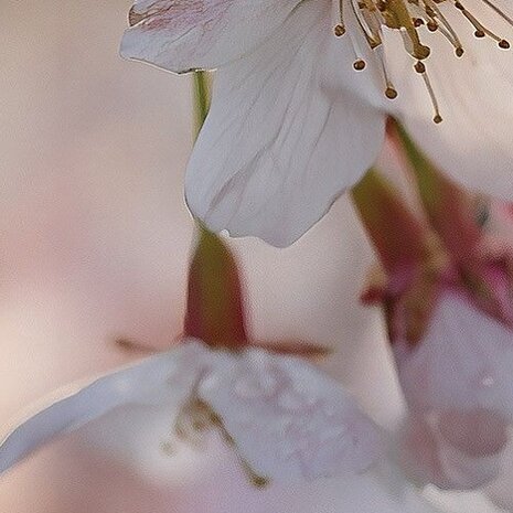 Detail Kersenbloesem fotobehang Sakura