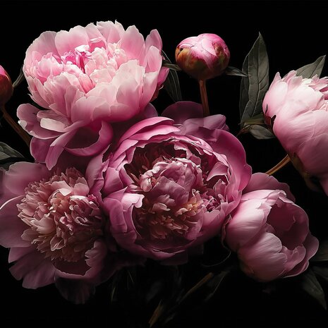 Roze Pioenrozen fotobehang 