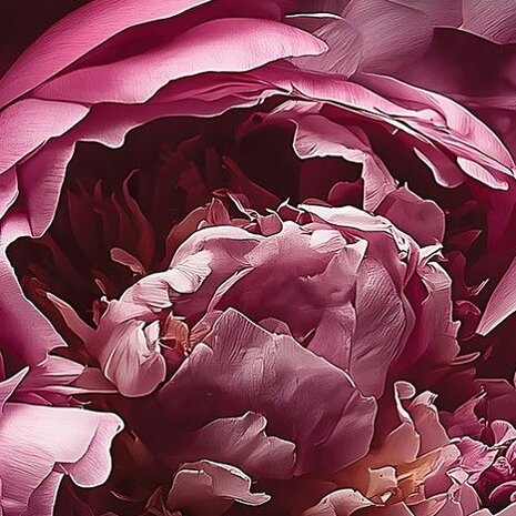 Roze Pioenrozen fotobehang 