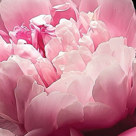 Roze Pioenrozen fotobehang 