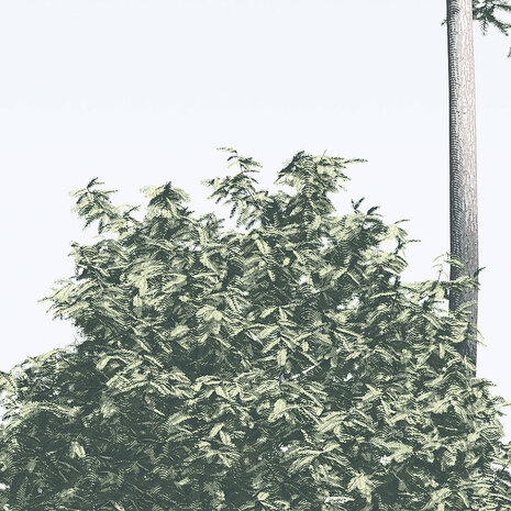 Pijnbomen fotobehang Pines