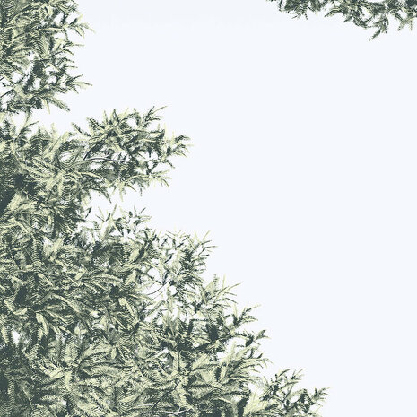 Pijnbomen fotobehang Pines
