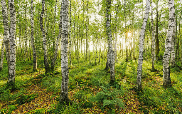 Bos fotobehang Birch Trees - SH