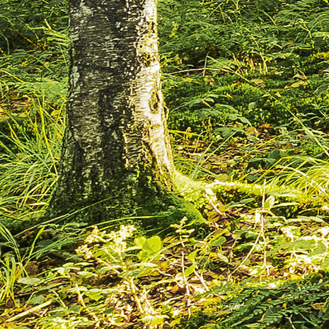 Bos fotobehang Birch Trees - SH