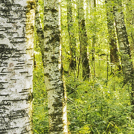 Bos fotobehang Birch Trees - SH