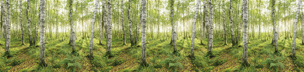 Bos fotobehang Birch Trees - SH