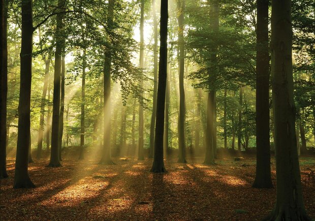 Bos fotobehang Zonnestralen door bomen