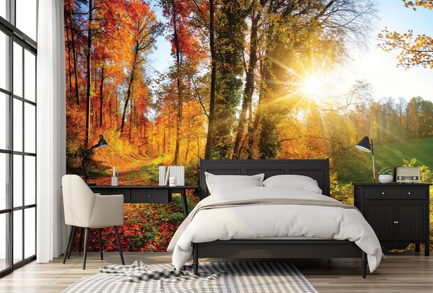 Bos fotobehang Herfstbos met Zonlicht