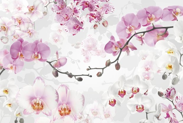 Fotobehang Allure - Orchideeën