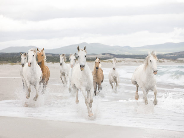Witte paarden fotobehang XL