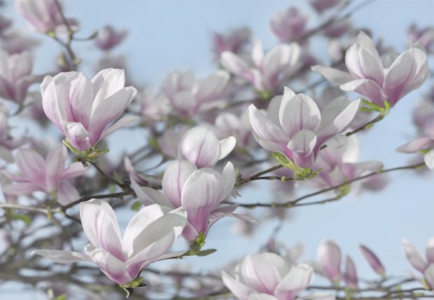 Bloemen fotobehang Magnolia