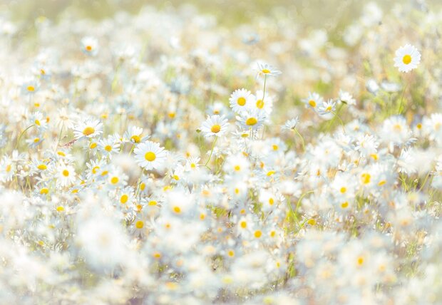 Bloemen fotobehang Daisies