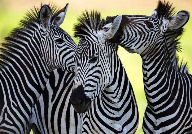 Fotobehang Zebra