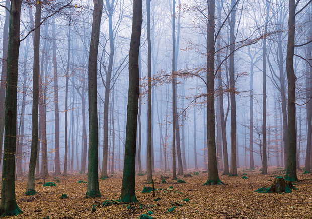 Bos fotobehang Misty Forest