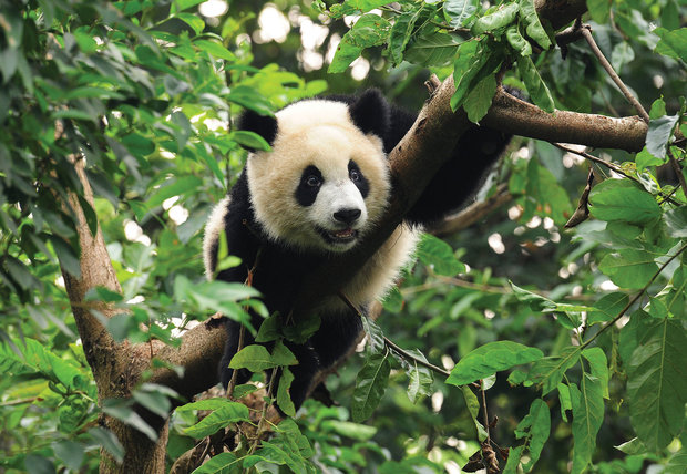 Jungle fotobehang Panda