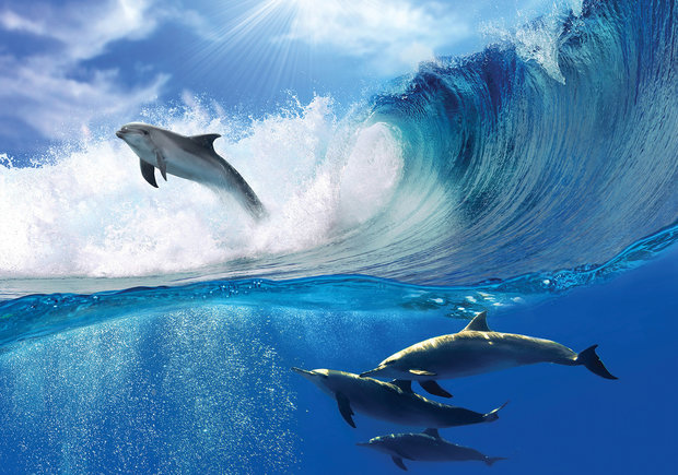 Dolfijnen fotobehang