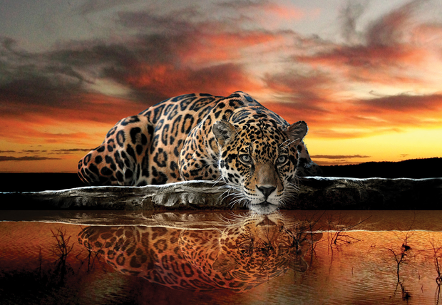 Jaguar fotobehang zonsondergang