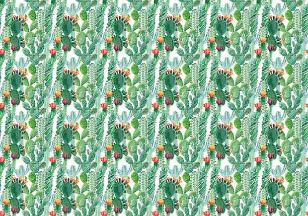 Cactus fotobehang