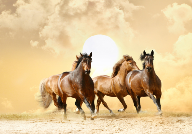 Paarden vliesbehang Running Horses