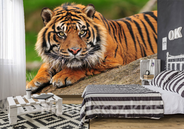 sumatraanse tijger fotobehang