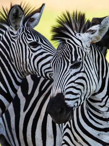 Zebra fotobehang L1