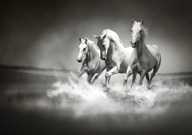 Paarden fotobehang zwart wit Vlies XL